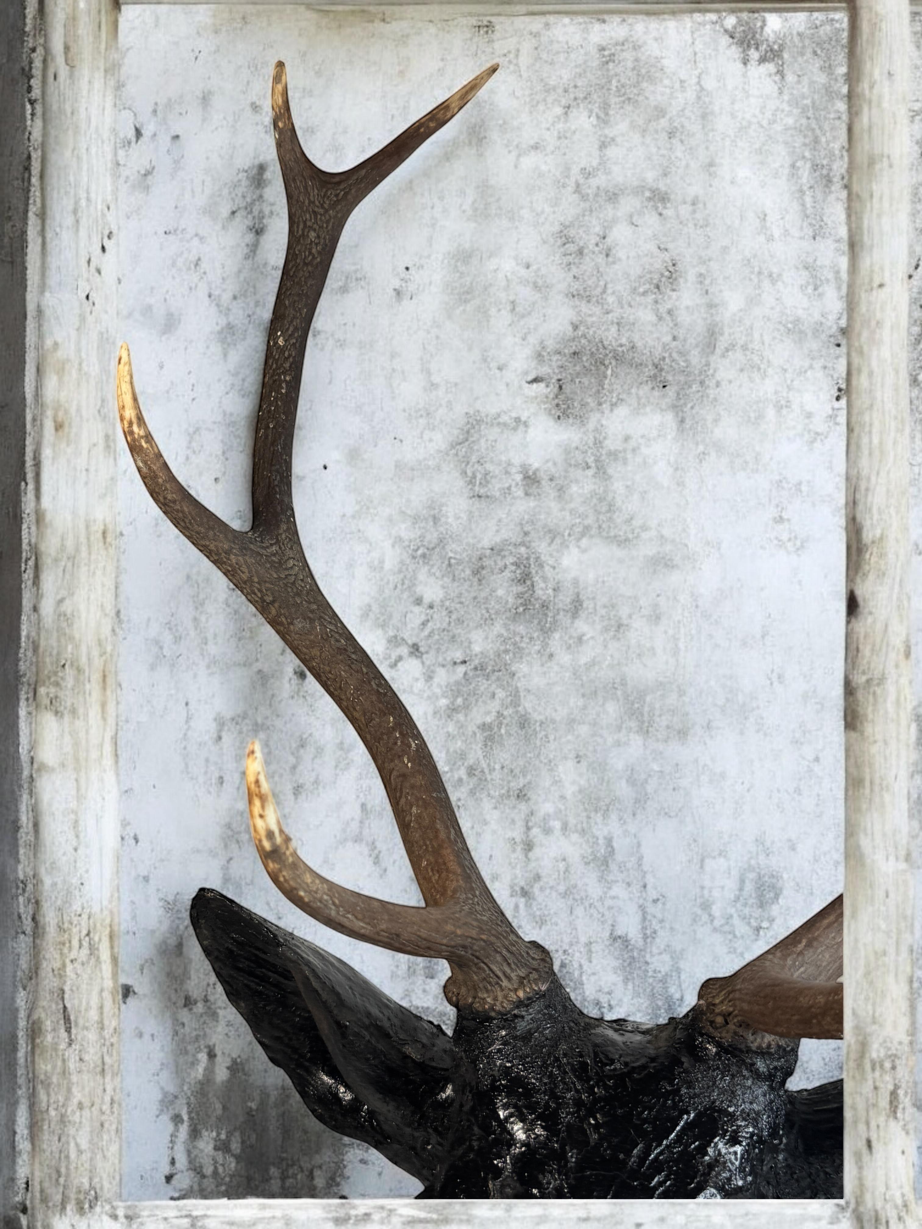 Superbe tête de cerf sculptée en bois d'art populaire avec de vrais bois, Autriche, années 1910 en vente 6