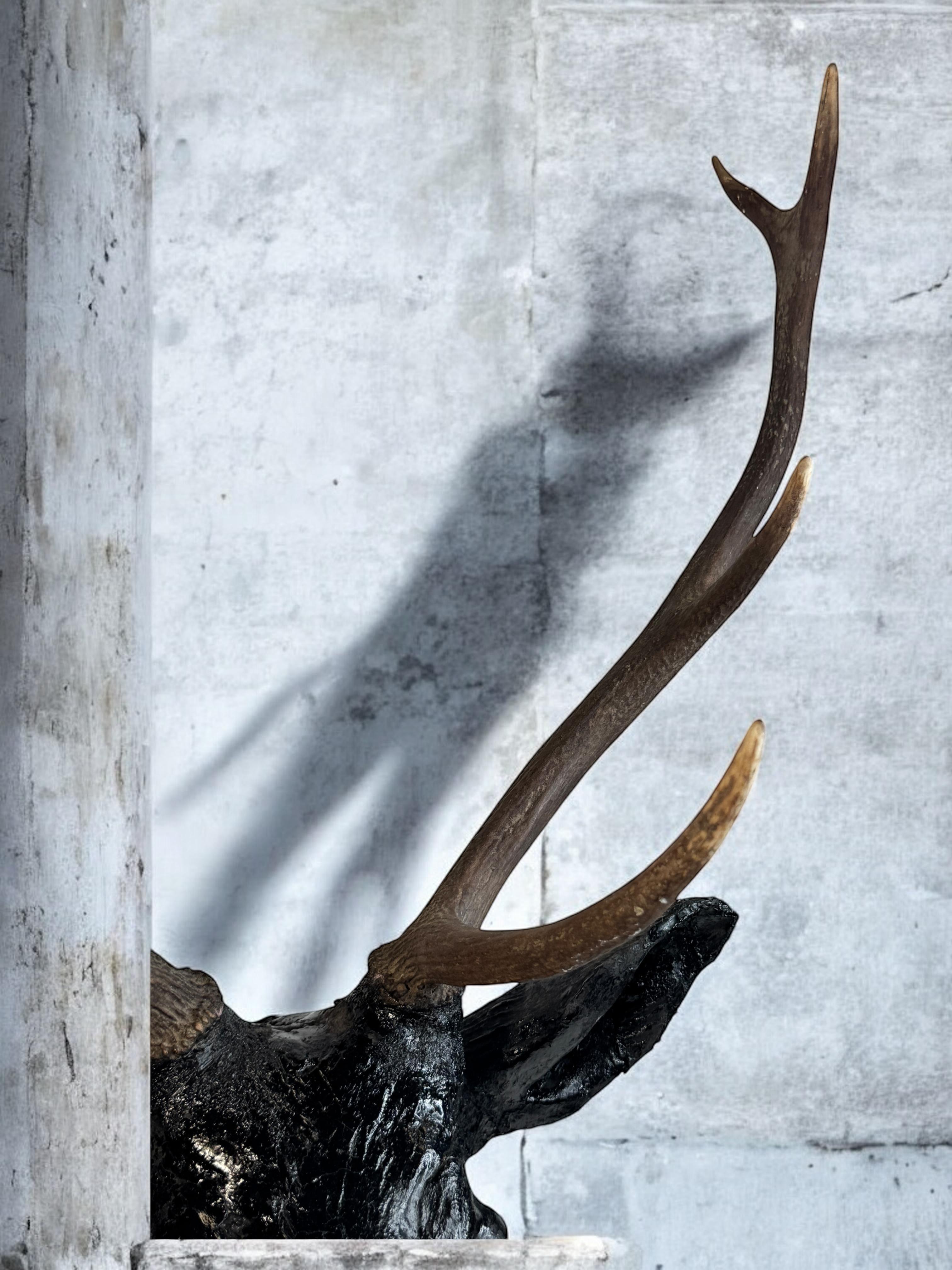 Superbe tête de cerf sculptée en bois d'art populaire avec de vrais bois, Autriche, années 1910 en vente 7