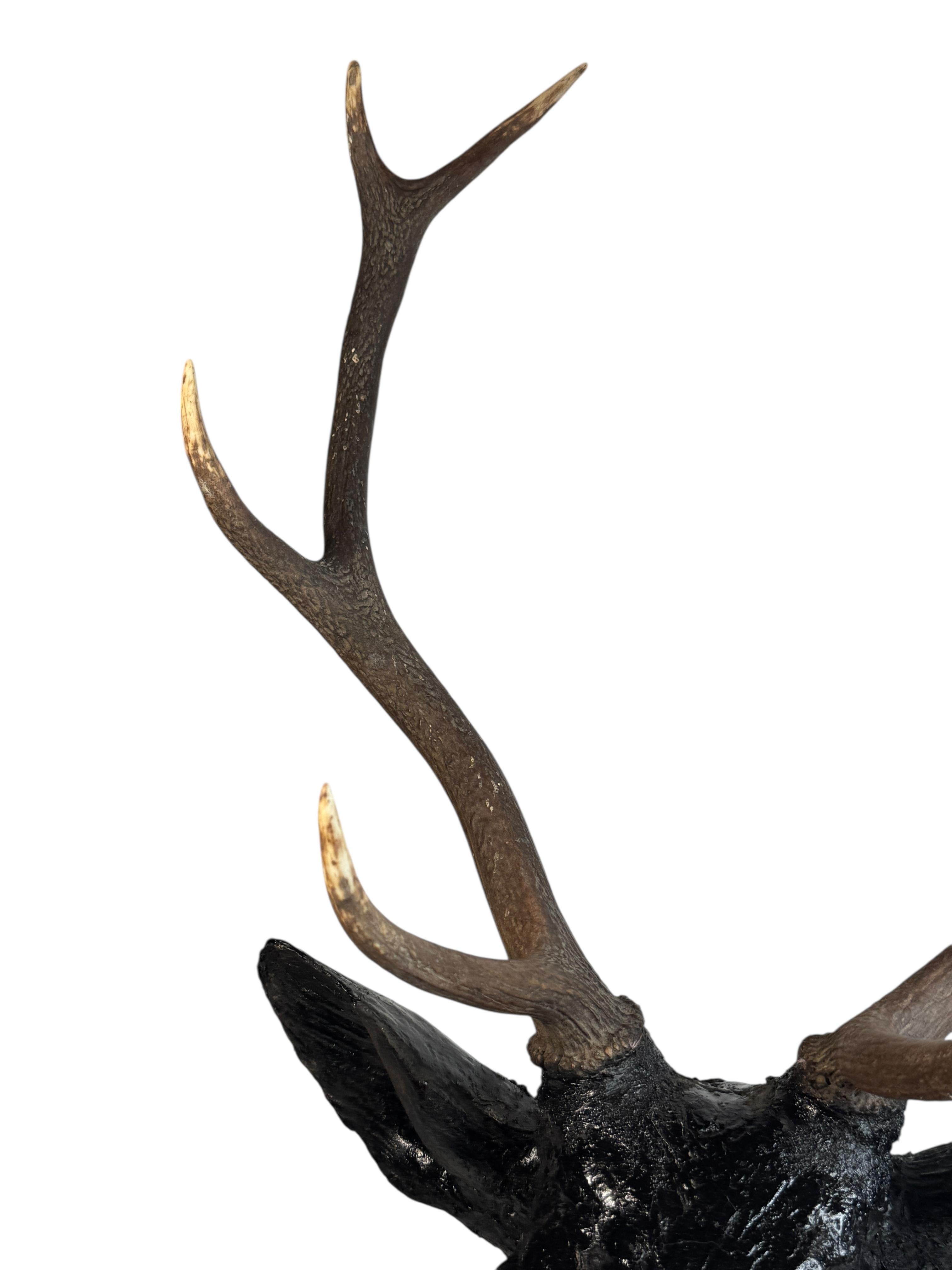 Superbe tête de cerf sculptée en bois d'art populaire avec de vrais bois, Autriche, années 1910 Bon état - En vente à Nuernberg, DE