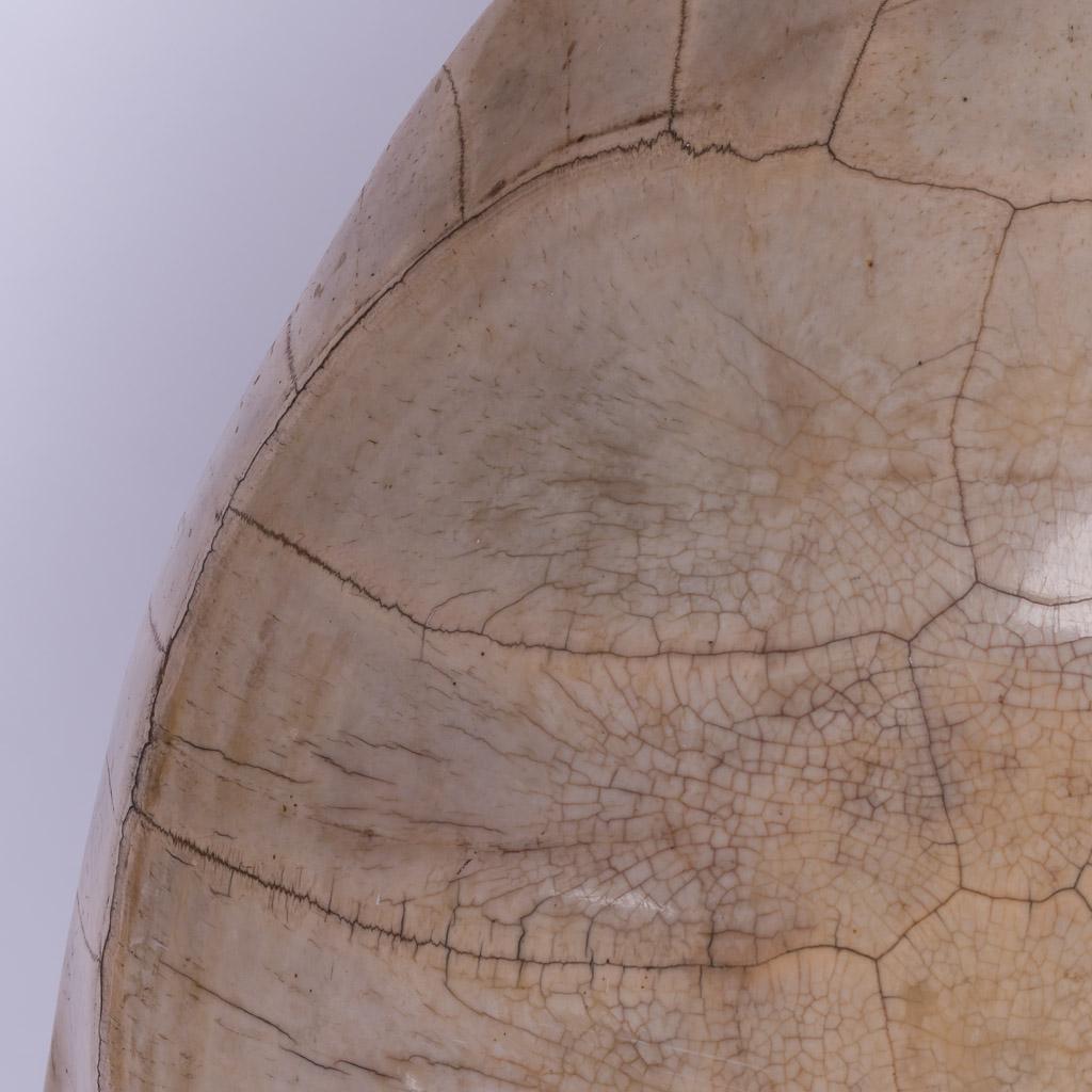 Stunning Late 19th Century “Blond” Turtle Shell 2