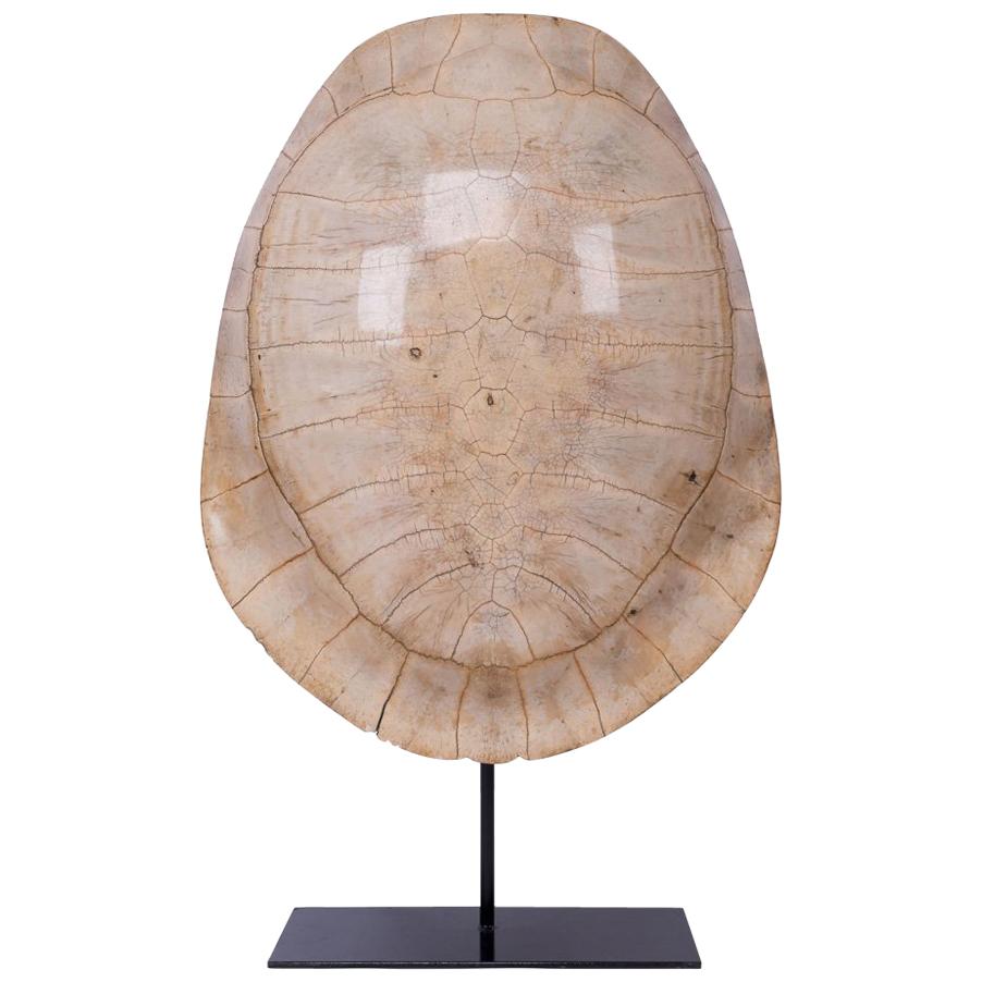 Stunning Late 19th Century “Blond” Turtle Shell