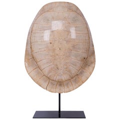 Stunning Late 19th Century “Blond” Turtle Shell