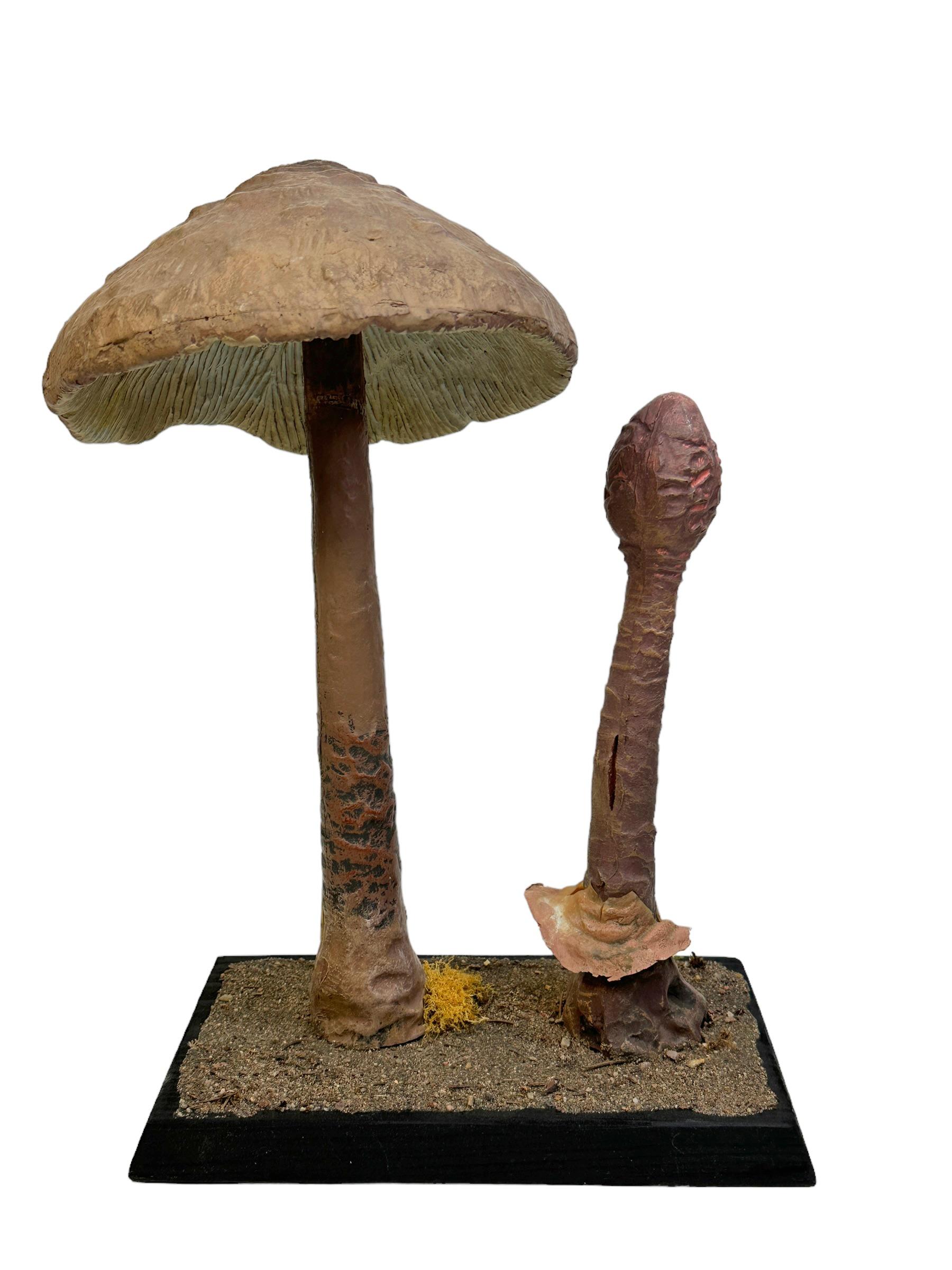Folk Art Stunning Mushroom Botanical Scientific Specimen Model Europe,  1950s or older For Sale