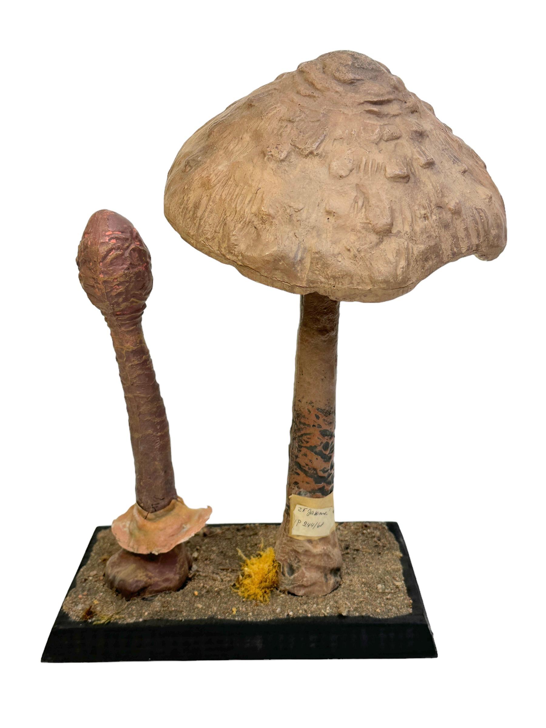 Czech Stunning Mushroom Botanical Scientific Specimen Model Europe,  1950s or older For Sale