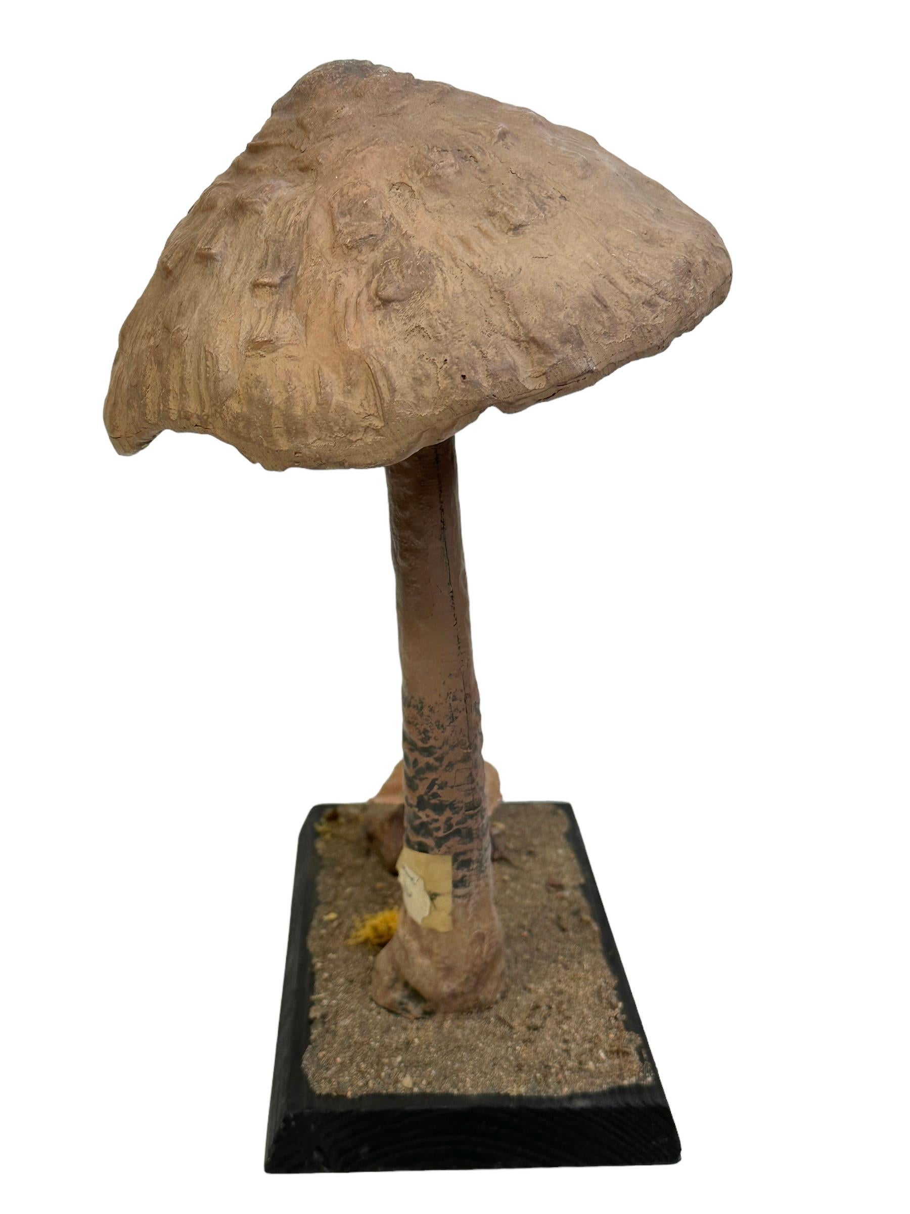 Stunning Mushroom Botanical Scientific Specimen Model Europe,  1950s or older In Good Condition For Sale In Nuernberg, DE