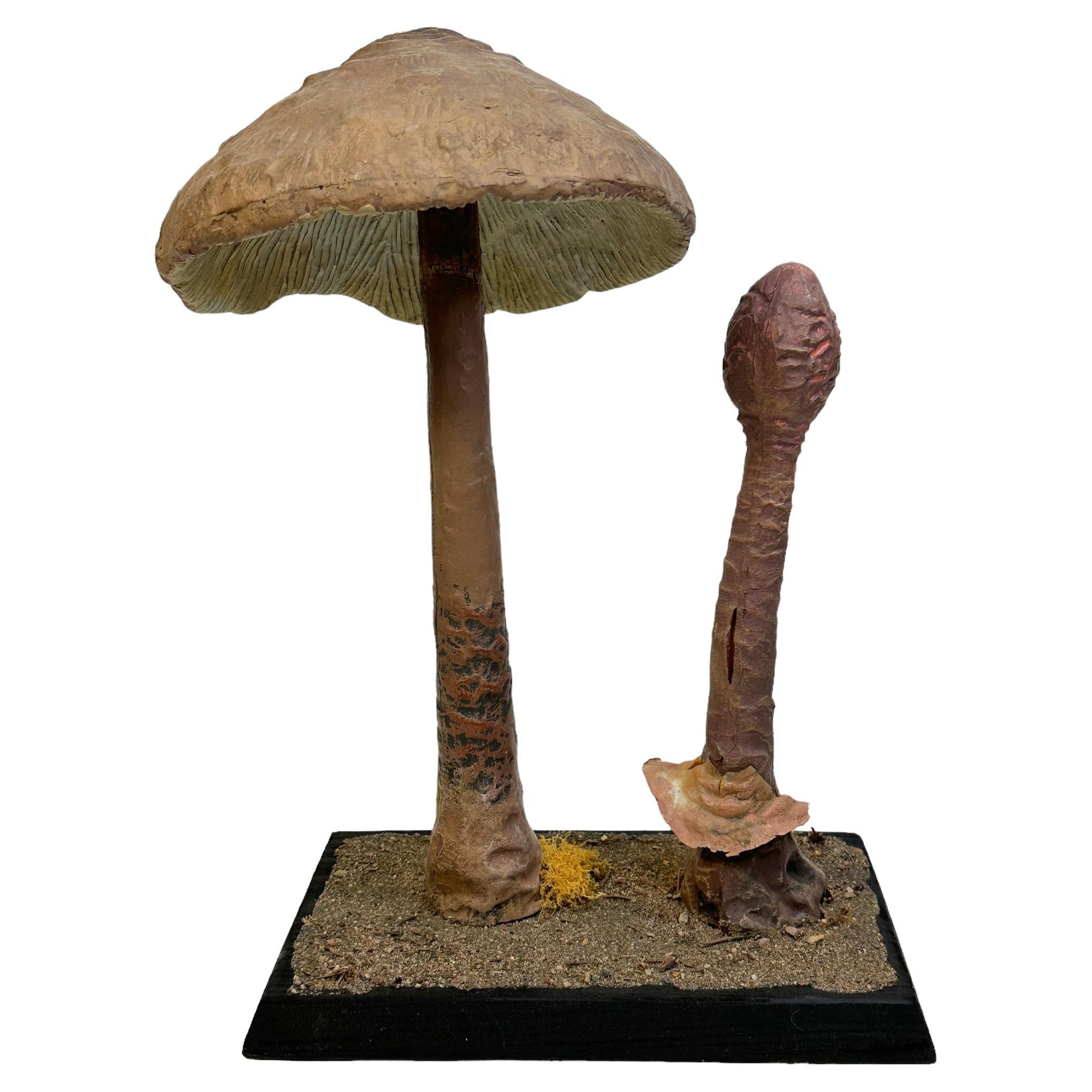 Stunning Mushroom Botanical Scientific Specimen Model Europe,  1950s or older For Sale