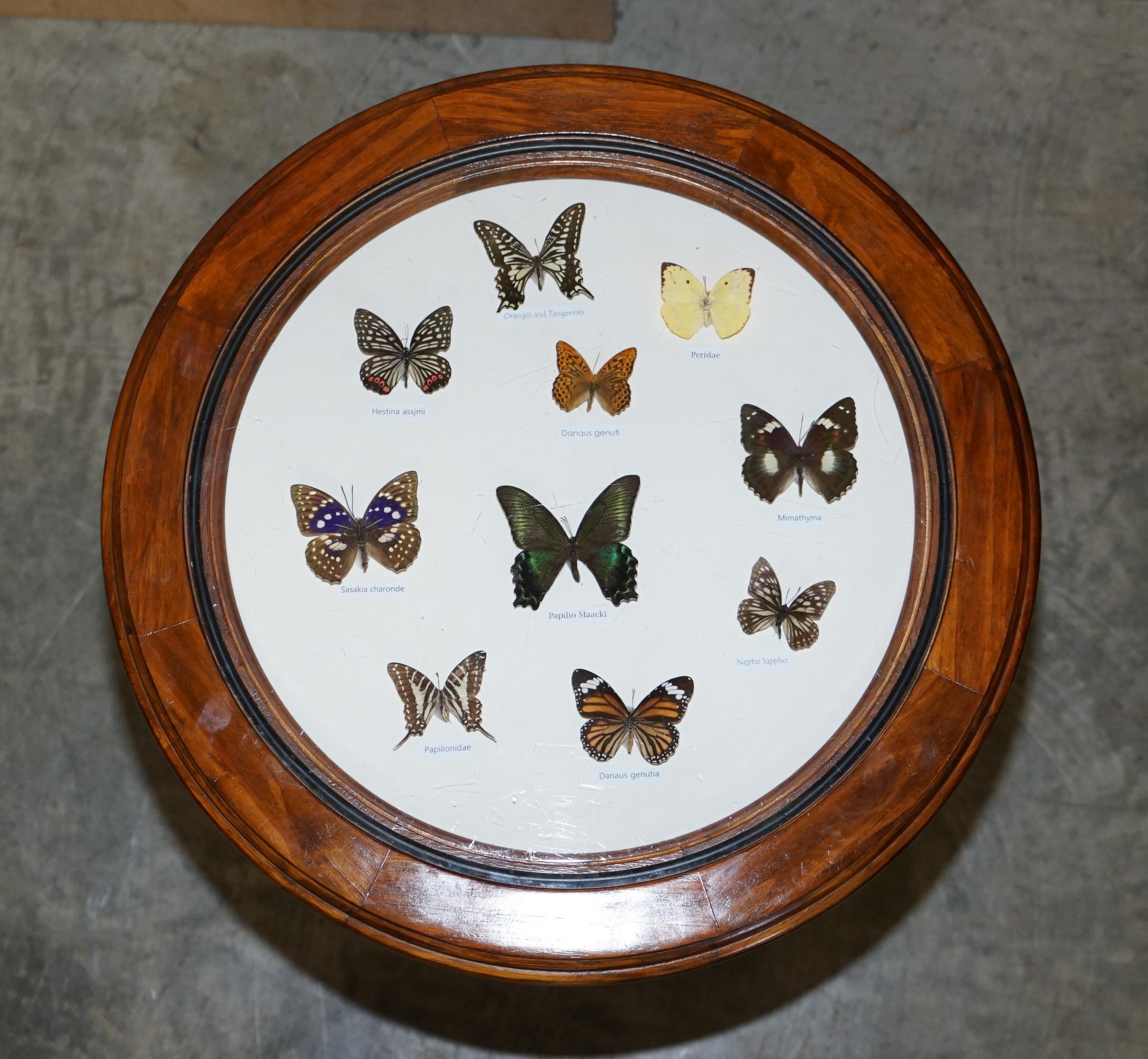 20th Century Stunning Occasional Side Table with Butterfly Entomology Display Case Must See For Sale