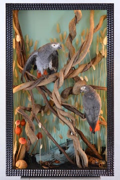 Stunning Pair of African Grey Parrots in Illuminated Case by Christopher Tennant
