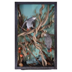 Stunning Pair of African Grey Parrots in Illuminated Case by Christopher Tennant