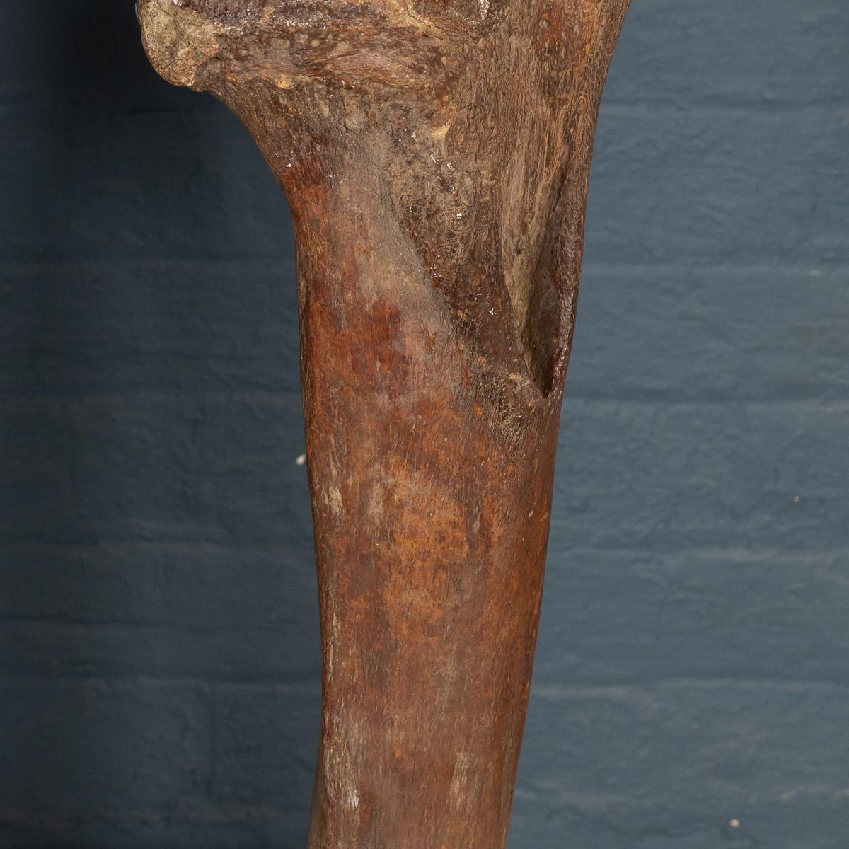 Stunning Pleistocene Era Natural Mammoth Femur & Tibia, Yakutia 'Siberia' 1