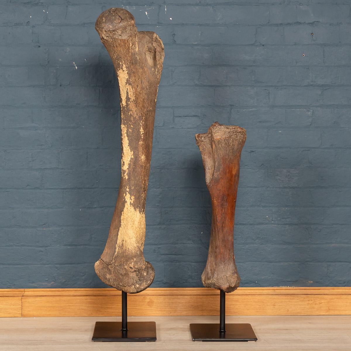Dating to the pleistocene era (between 12,000 and 2.5 million years ago), this top quality Siberian woolly mammoth femur and tibia bones (Mammuthus primigenius) is in great condition. Partially fossilised in was unearthed in Yakutia (Siberia). This