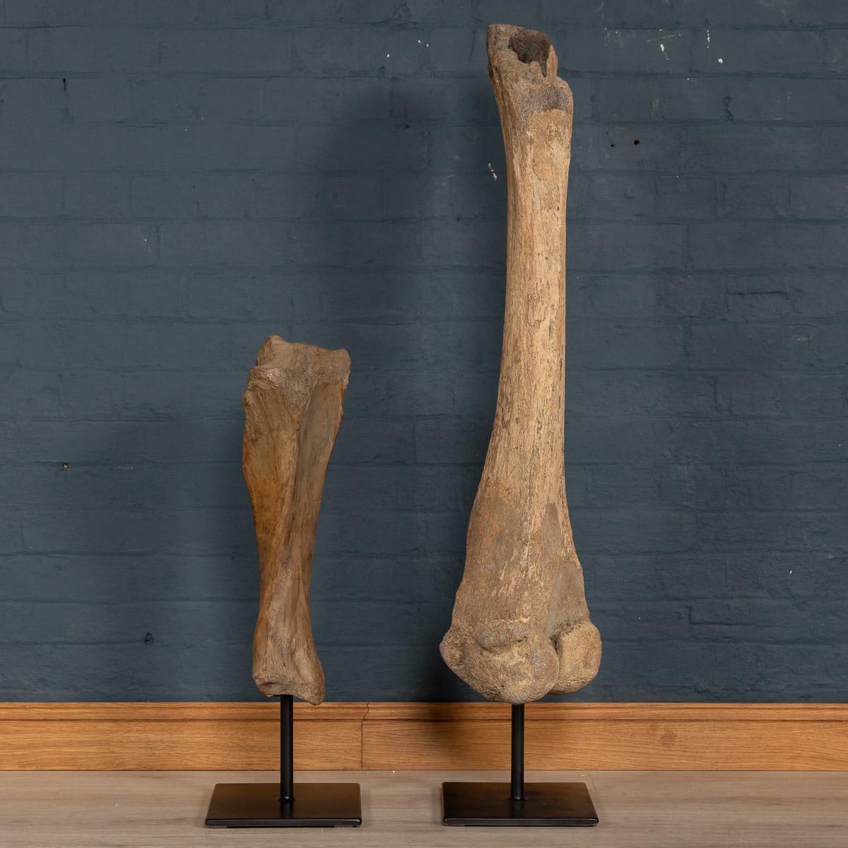 Dating to the pleistocene era (between 12,000 and 2.5 million years ago), this top quality Siberian woolly mammoth femur and tibia bones (Mammuthus primigenius) is in great condition. Partially fossilised in was unearthed in Yakutia (Siberia). This