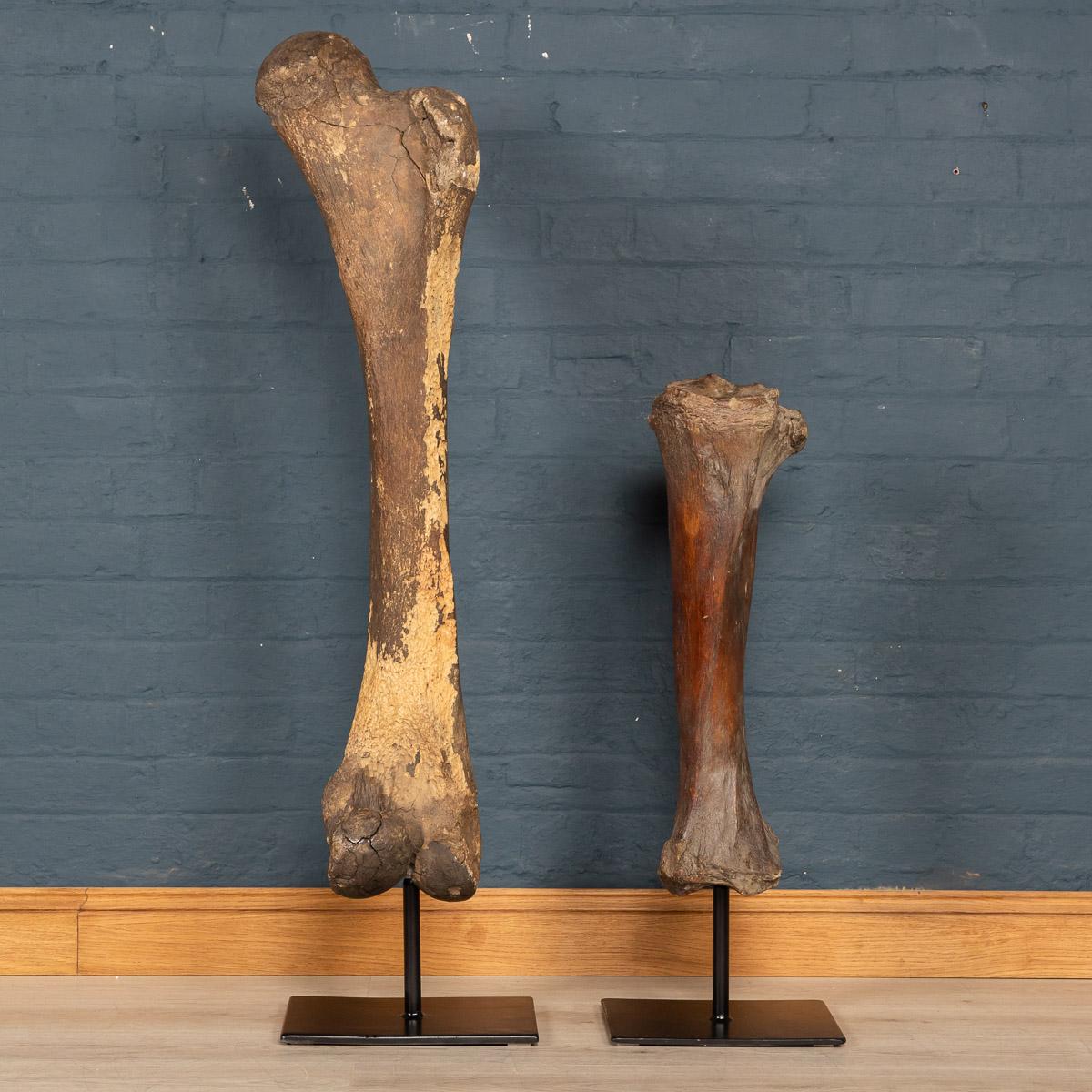 woolly mammoth femur bone