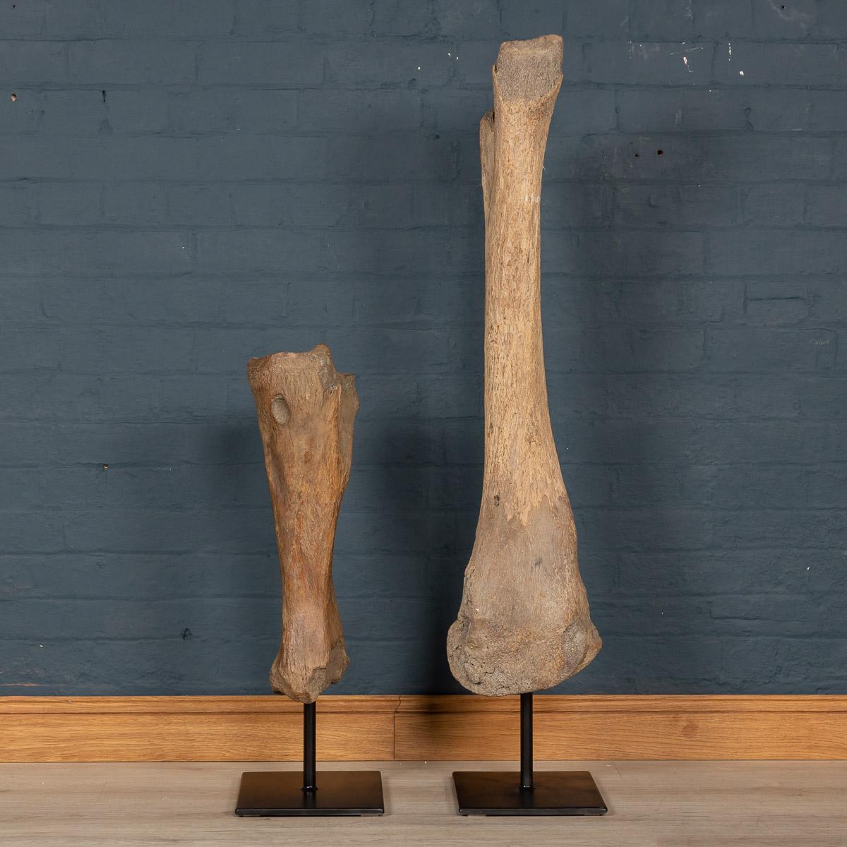 mammoth leg bone