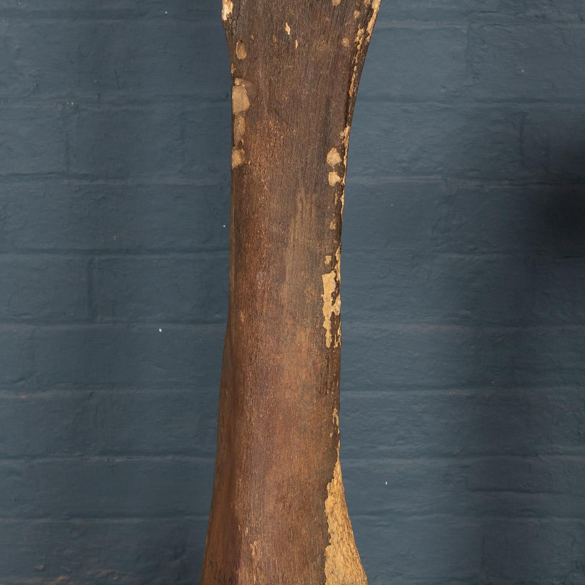 Fémur et tibia de mammouth naturel de l'époque du Pléistocène, Yakutia (Sibérie) 2