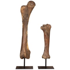 Fémur et tibia de mammouth naturel de l'époque du Pléistocène, Yakutia (Sibérie)