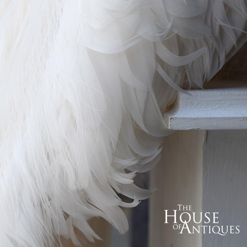 Feathers Stunning Rare Taxidermy White Peacock Mounted on a White Plinth