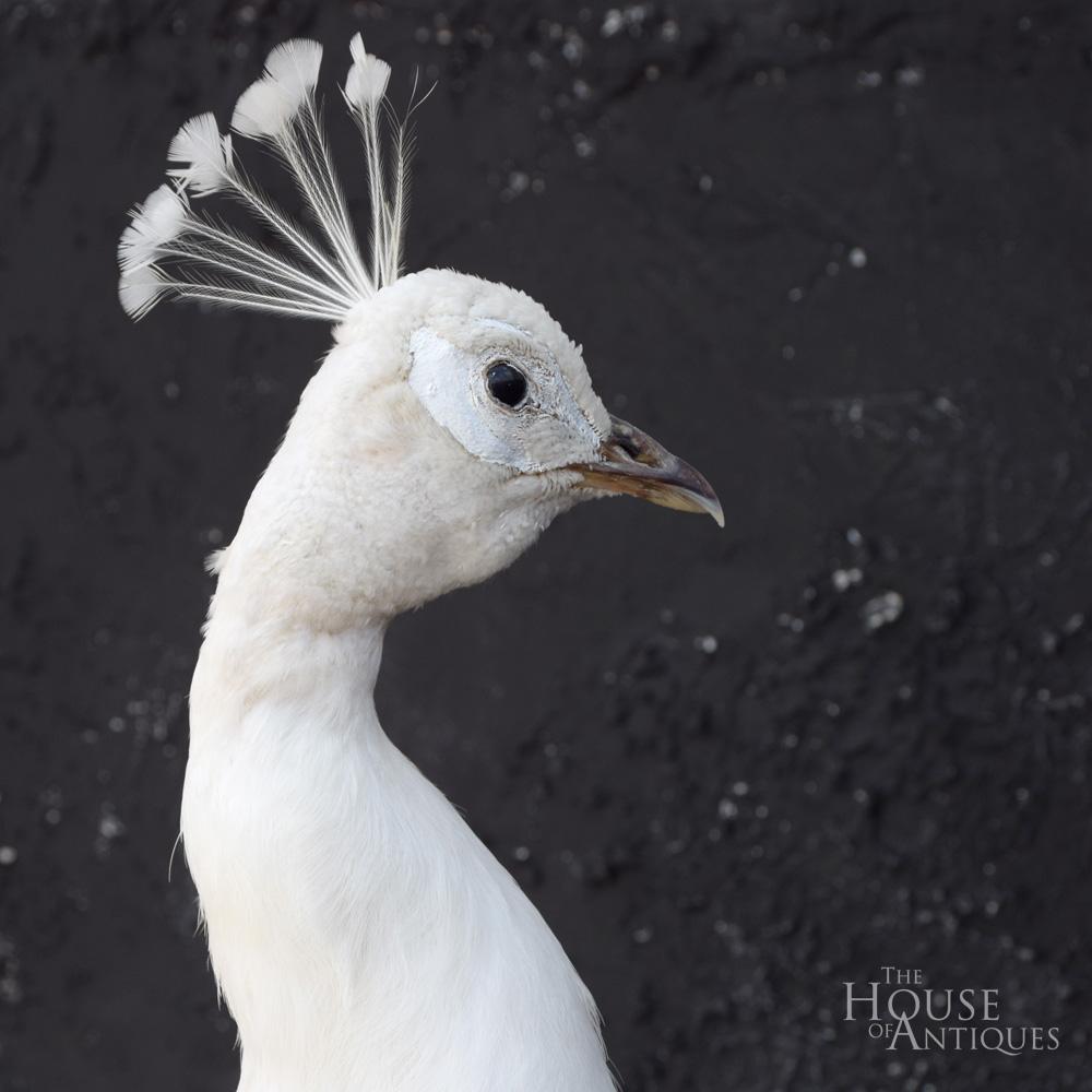 Mid-20th Century Stunning Rare Taxidermy White Peacock Mounted on a White Plinth