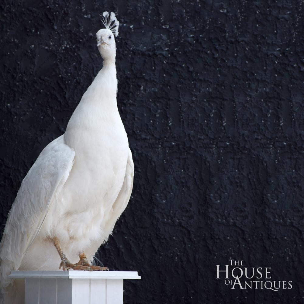 Stunning Rare Taxidermy White Peacock Mounted on a White Plinth 1