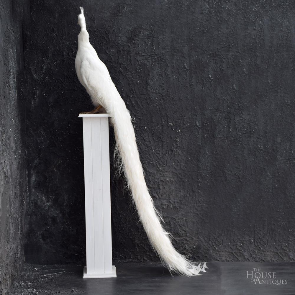 Stunning taxidermy white peacock mounted on a white plinth
We are proud to offer a stunning pure white mounted taxidermy peacock, of brilliant glowing white color and majestic turned head posture, perfectly formed glass eyes and with its tail