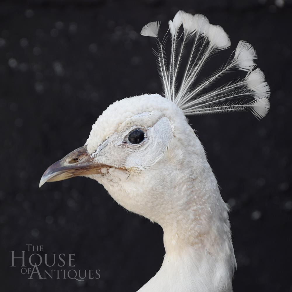 faux taxidermy peacock