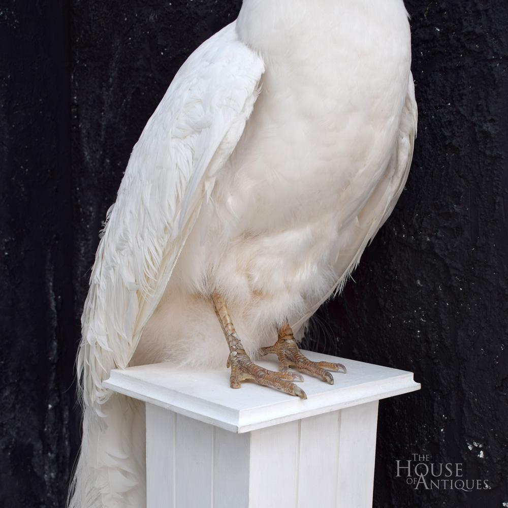 white taxidermy peacock