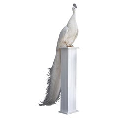 Superbe et rare paon blanc de taxidermie monté sur une plinthe blanche