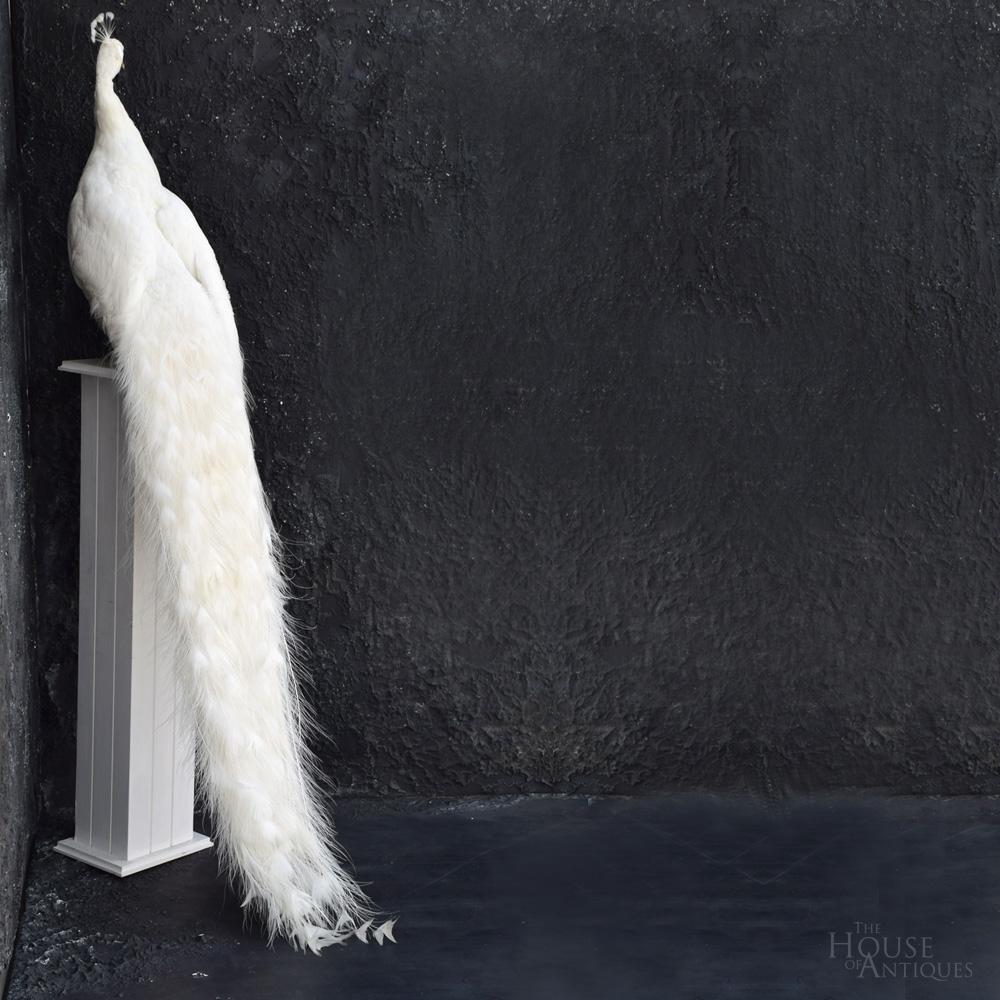 Hand-Crafted Stunning Rare Taxidermy White Peacock Mounted on a White Plinth