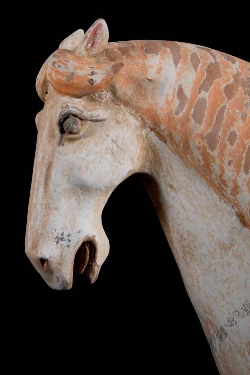 Magnificent standing horse in orange terracotta and traces of painting. With a finely decorated saddle and with the mane and tail hair braided. TL Test by Ralph Kotalla Lab NE: 09K120504 (Worldwide oldest private laboratory specialized for genuine