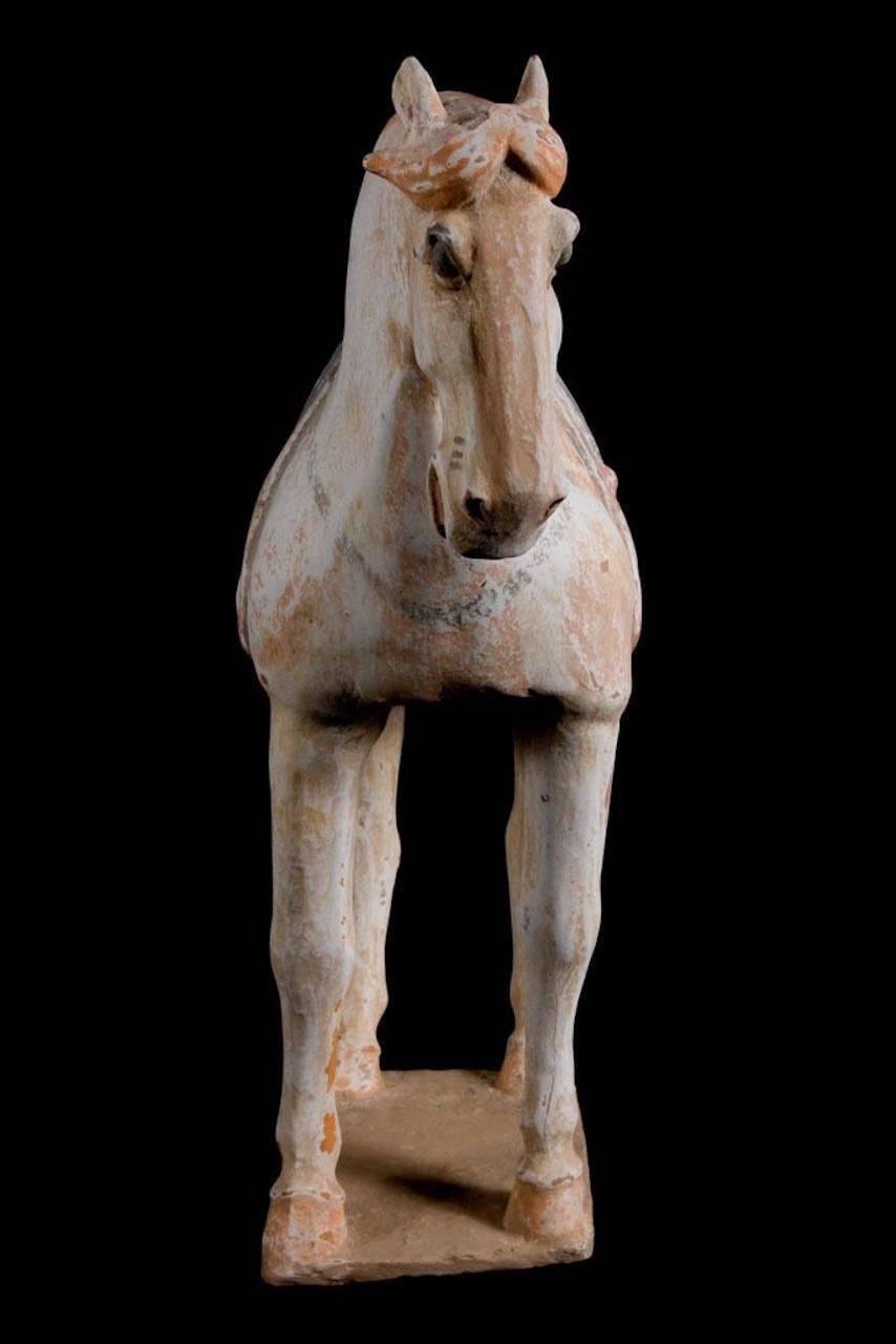 18th Century and Earlier Stunning Terracotta Standing Horse, Tang Dynasty, China '618-907 AD', TL Test For Sale
