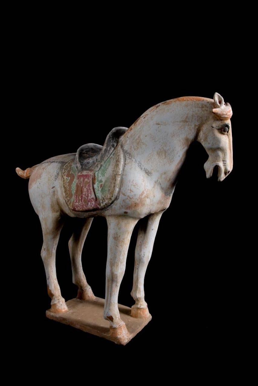 Stunning Terracotta Standing Horse, Tang Dynasty, China '618-907 AD', TL Test For Sale 1