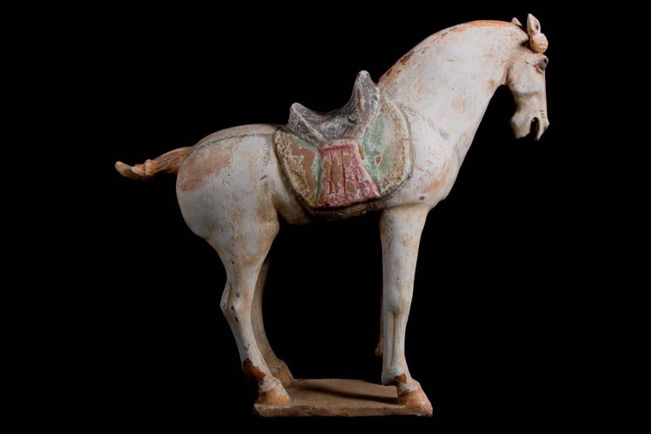 Stunning Terracotta Standing Horse, Tang Dynasty, China '618-907 AD', TL Test For Sale 2