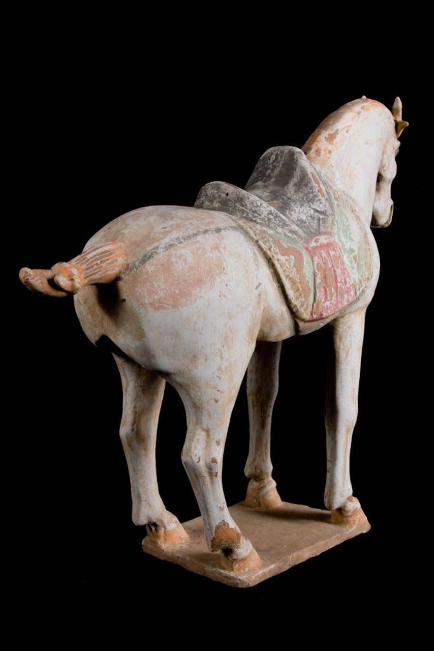 Stunning Terracotta Standing Horse, Tang Dynasty, China '618-907 AD', TL Test For Sale 3