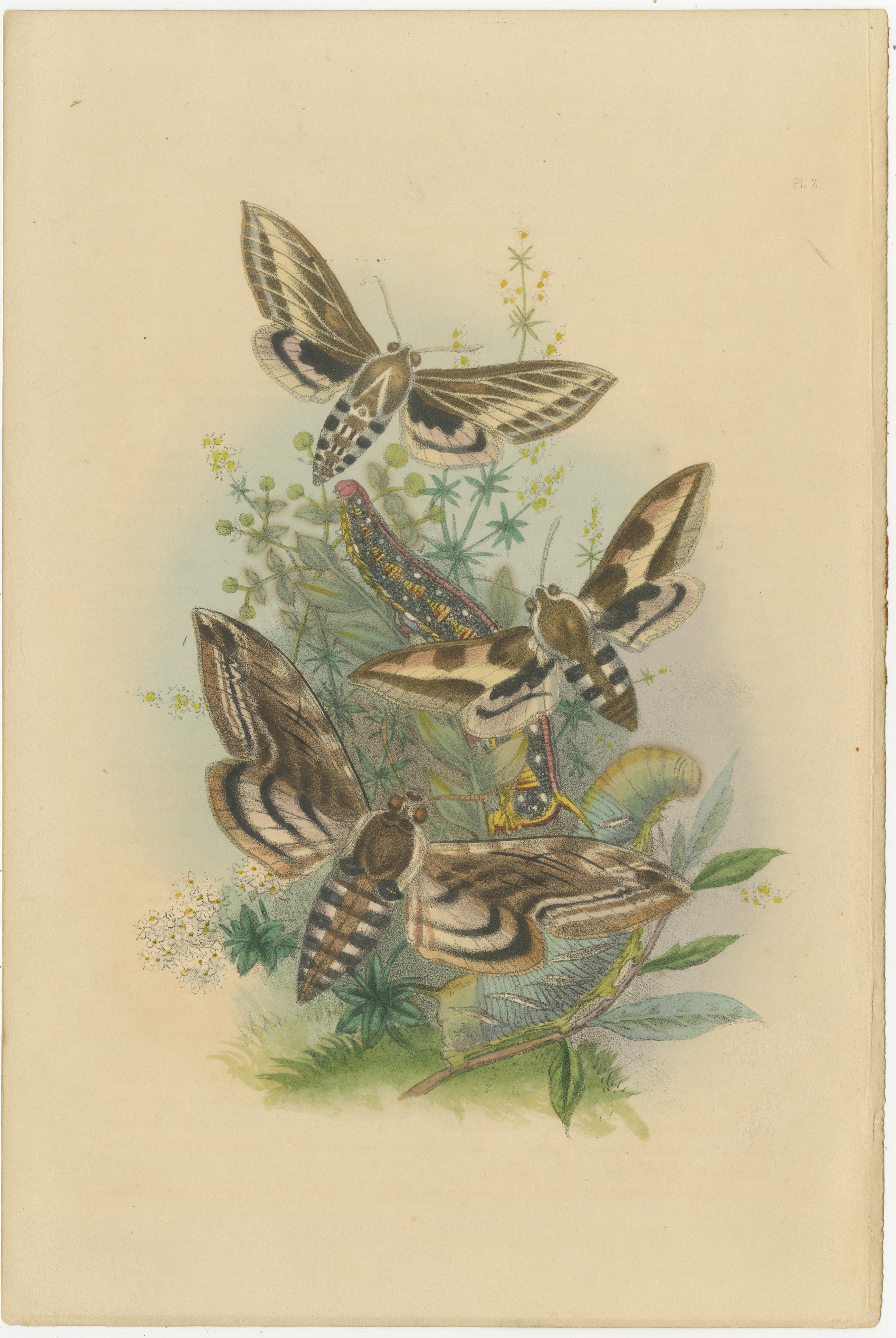 Atemberaubende Vintage Schmetterling und Motte Illustration Zusammenstellung, Platte 2 und 4

Diese wunderschöne Zusammenstellung zeigt zwei Vintage-Illustrationen verschiedener Schmetterlings- und Mottenarten, die auf den Tafeln 2 und 4 akribisch