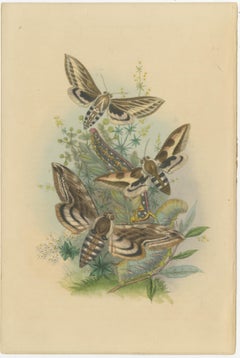 Stunning Vintage Butterfly and Moth Illustration Compilation, Hand-colored, 1860