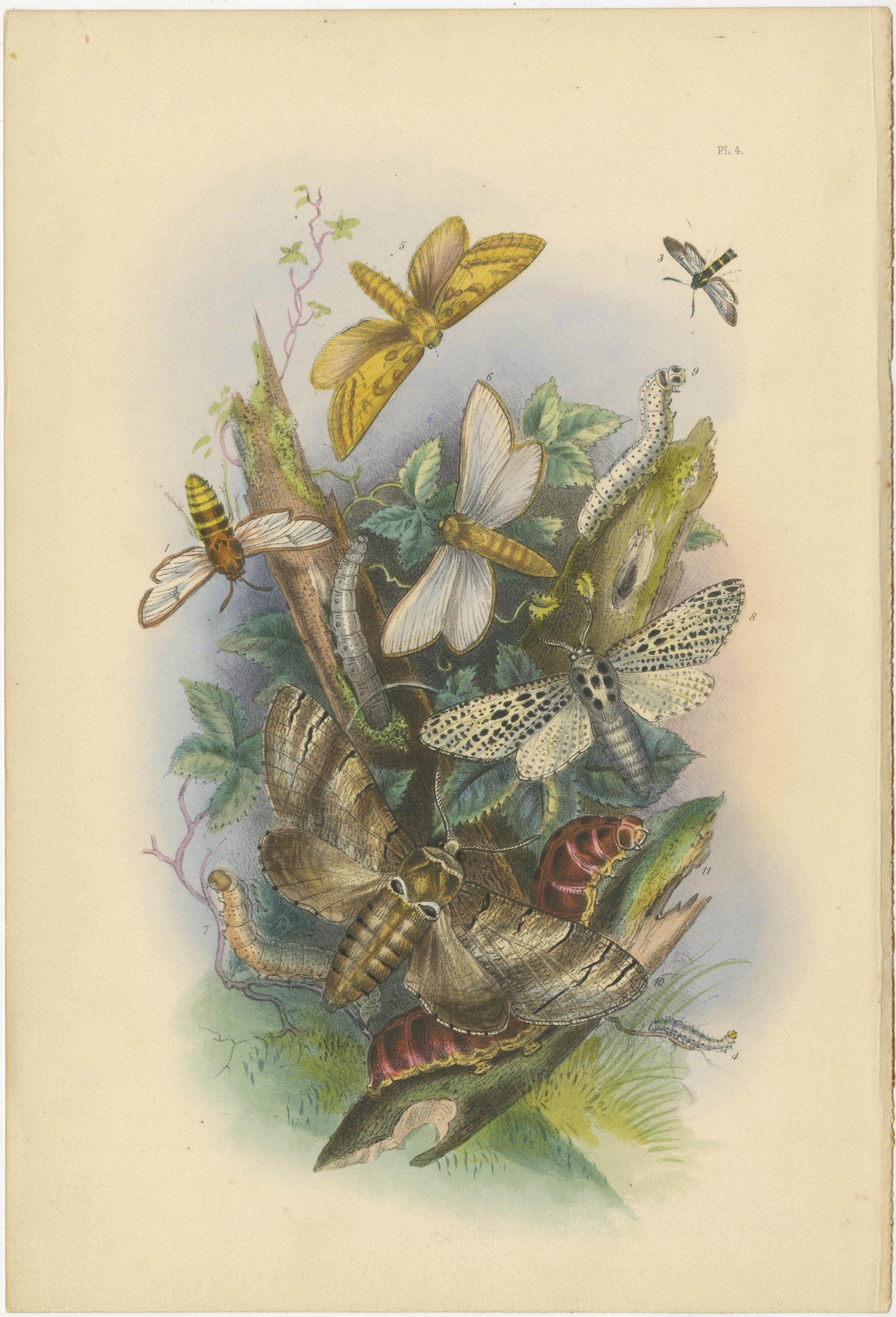 Atemberaubende Vintage-Illustration zusammen mit Schmetterling und Moth, handkoloriert, 1860 im Zustand „Gut“ im Angebot in Langweer, NL