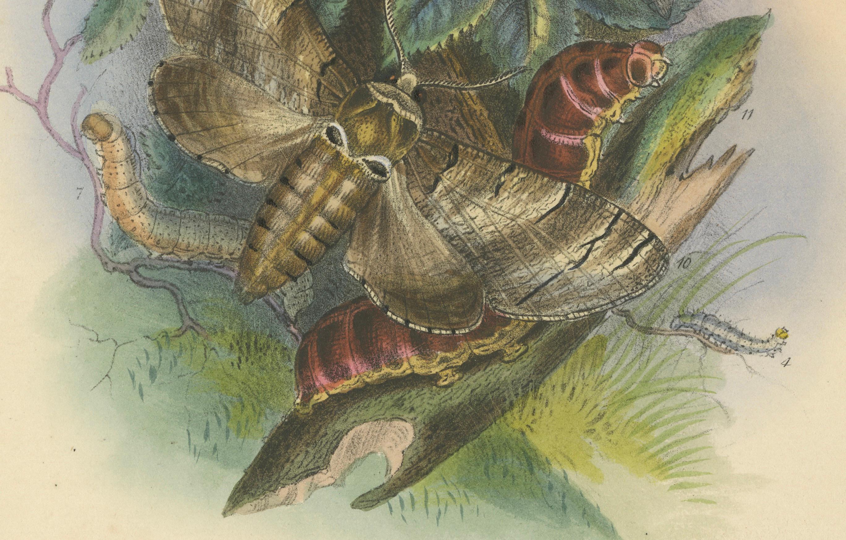 Atemberaubende Vintage-Illustration zusammen mit Schmetterling und Moth, handkoloriert, 1860 (Mittleres 19. Jahrhundert) im Angebot