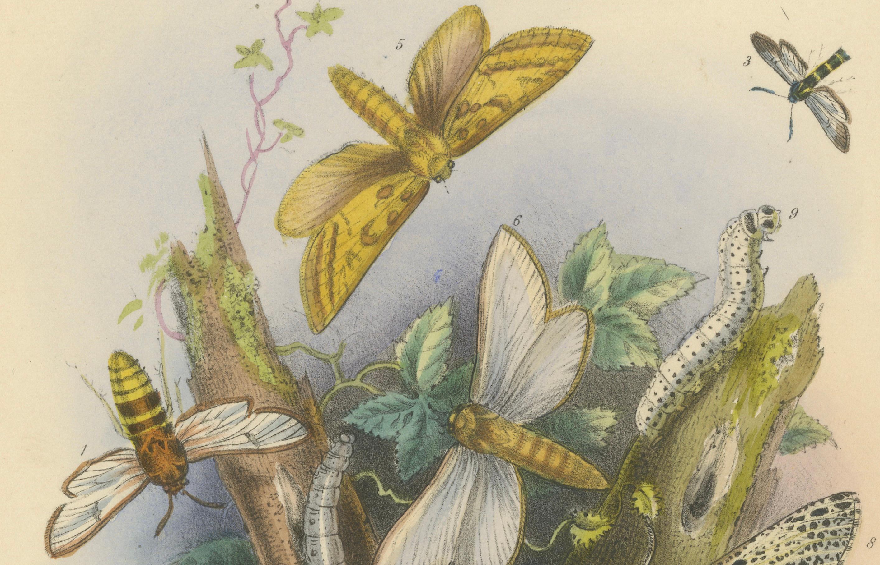 Atemberaubende Vintage-Illustration zusammen mit Schmetterling und Moth, handkoloriert, 1860 (Papier) im Angebot
