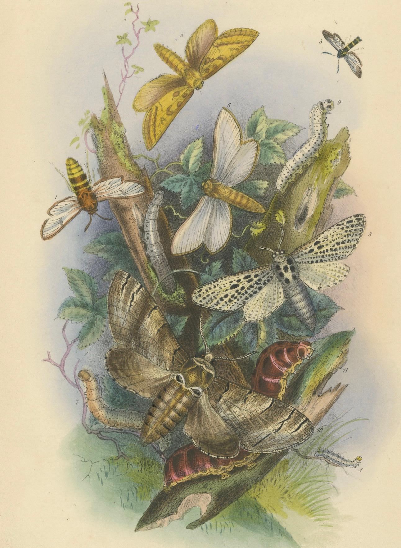 Atemberaubende Vintage-Illustration zusammen mit Schmetterling und Moth, handkoloriert, 1860 im Angebot 1