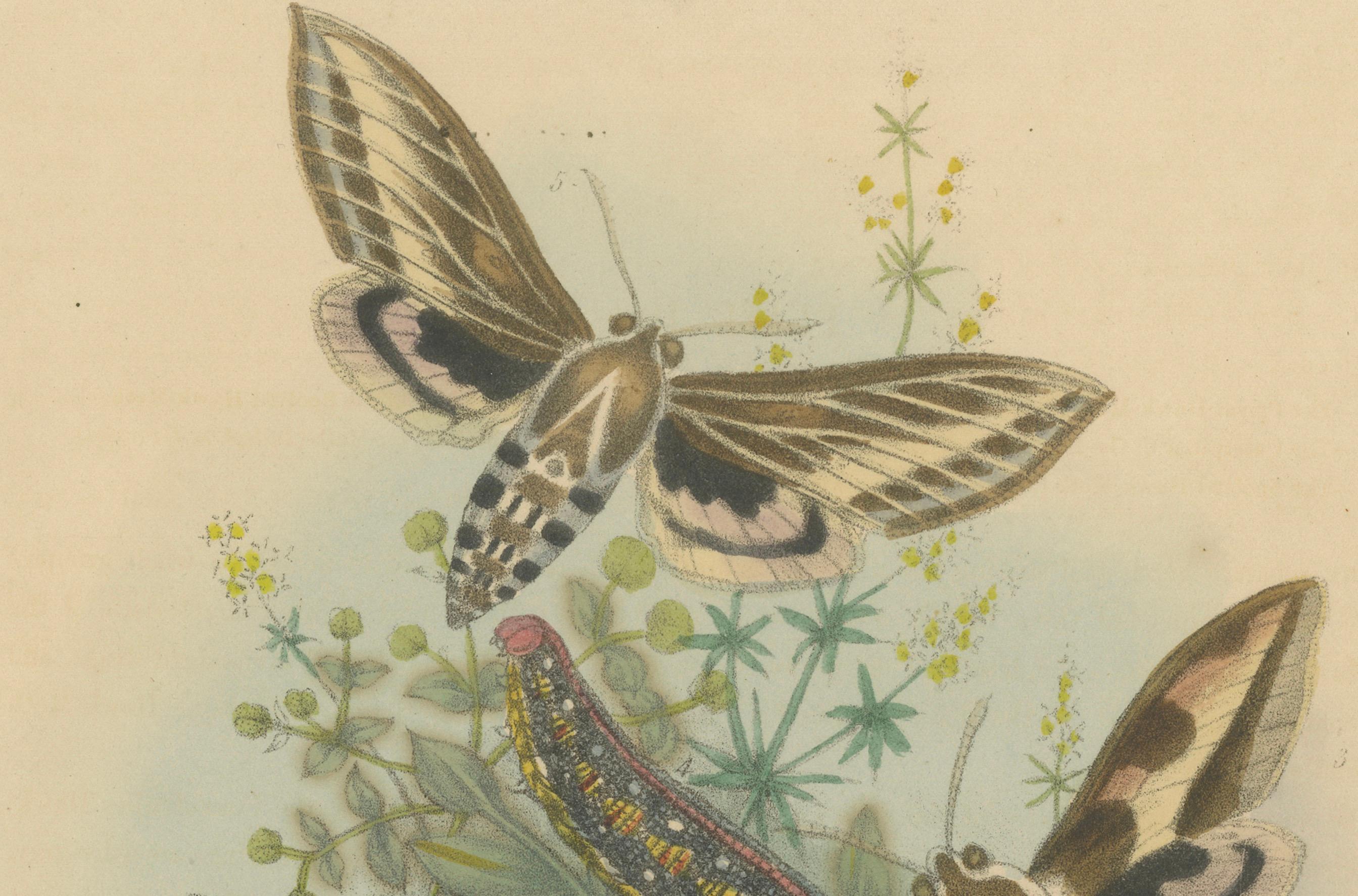 Atemberaubende Vintage-Illustration zusammen mit Schmetterling und Moth, handkoloriert, 1860 im Angebot 2