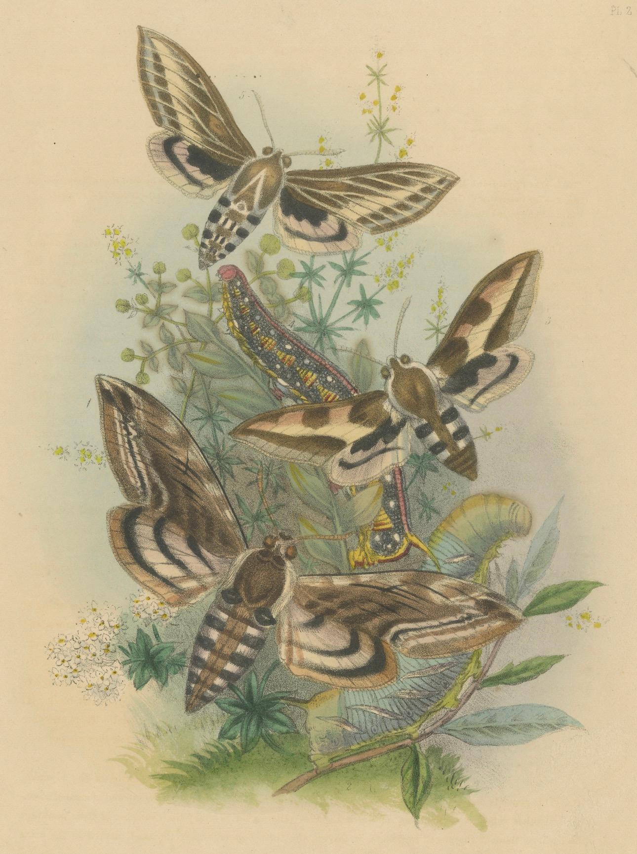Atemberaubende Vintage-Illustration zusammen mit Schmetterling und Moth, handkoloriert, 1860 im Angebot 3