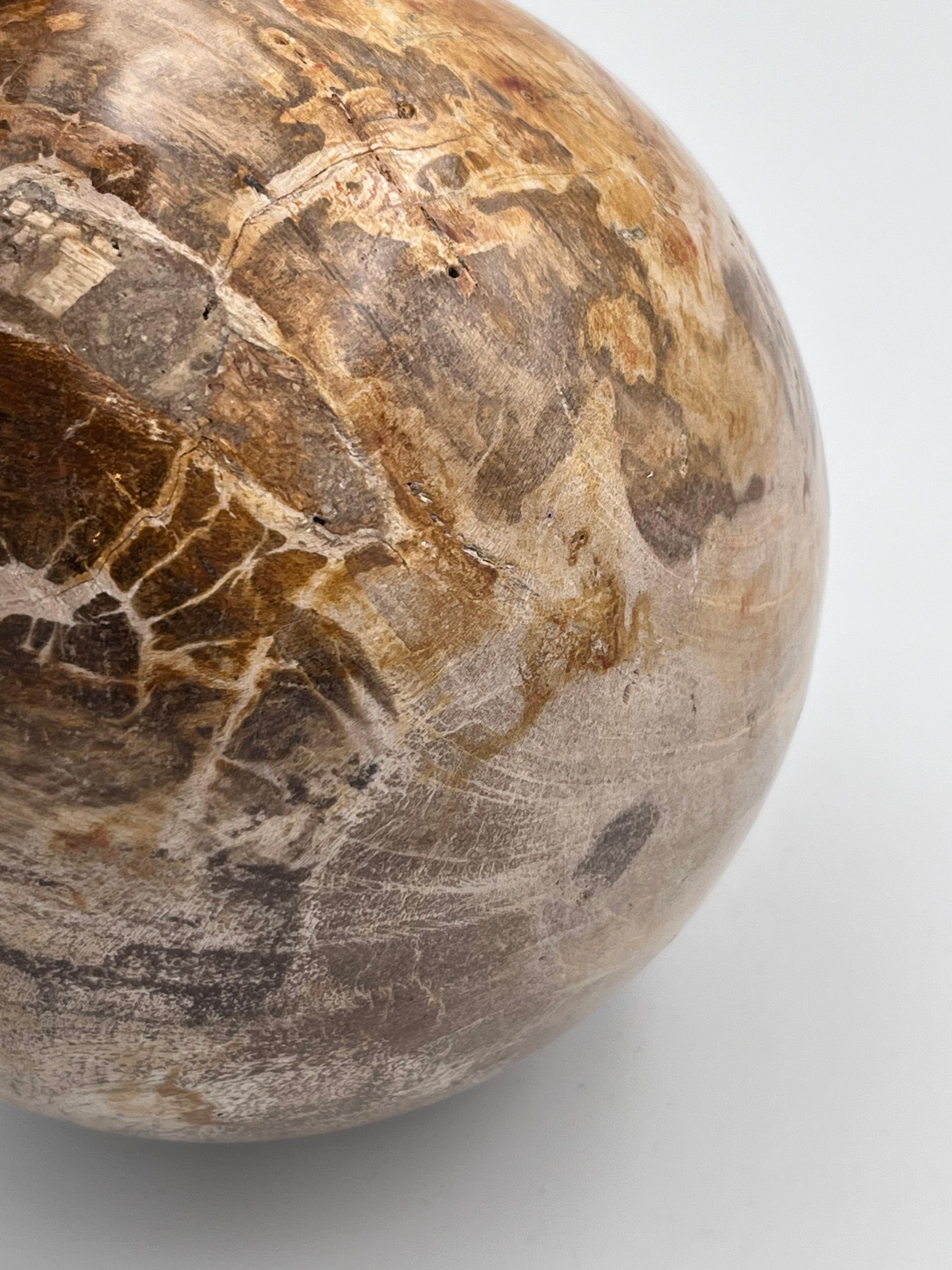 Substantial Polished Petrified Fossilized Wood 5.5