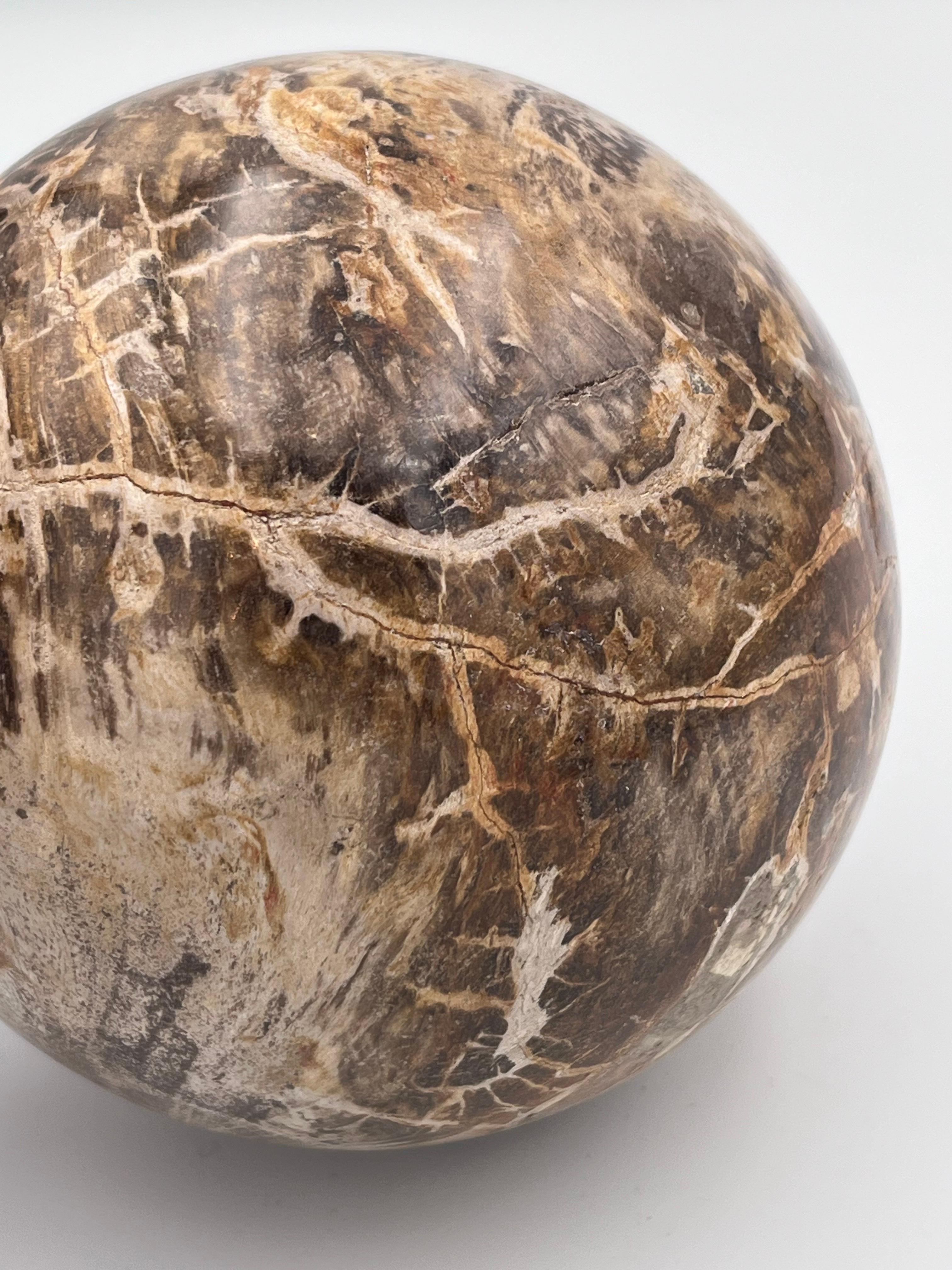 Substantial Polished Petrified Fossilized Wood 5.5