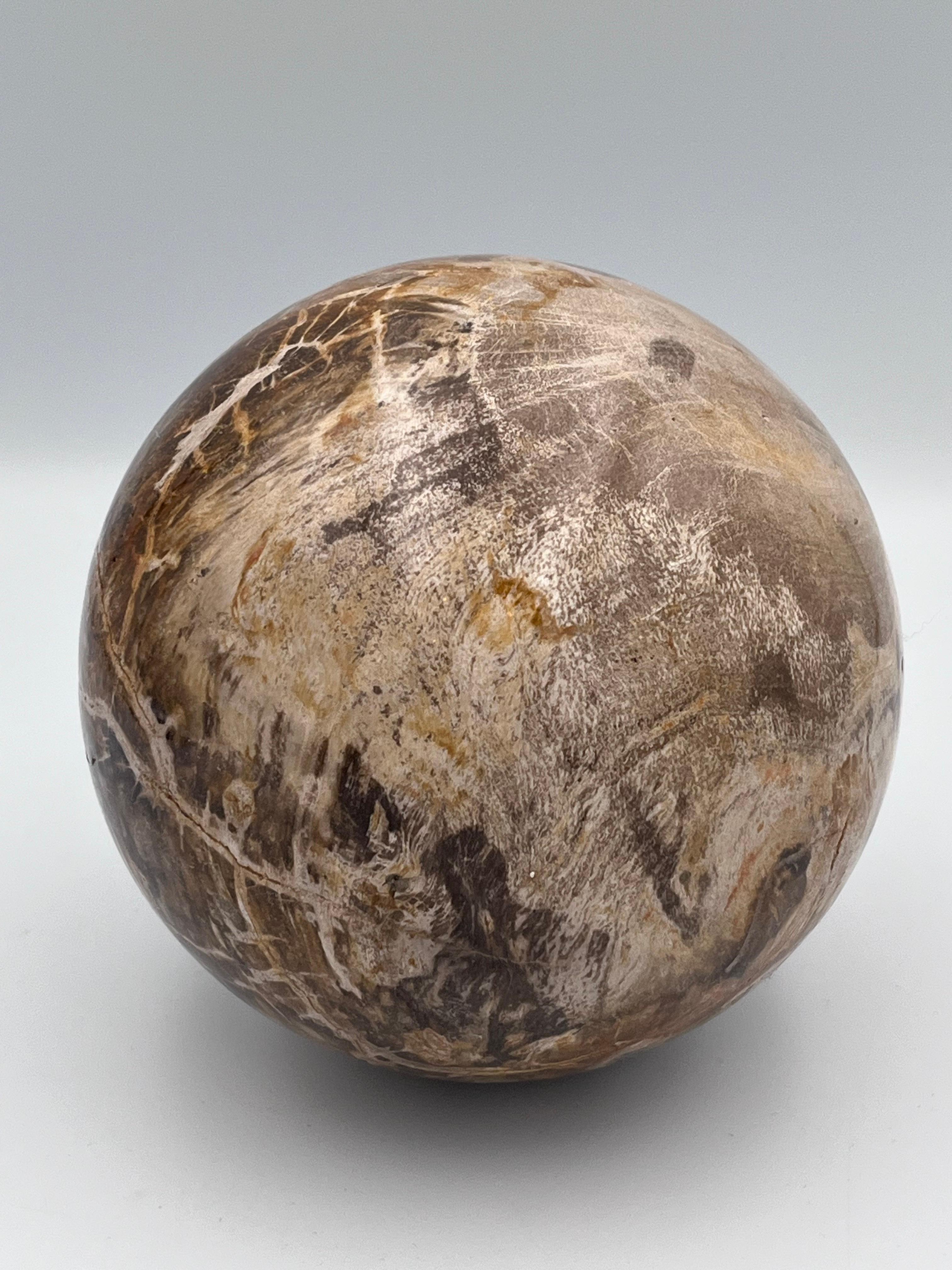 20th Century Substantial Polished Petrified Fossilized Wood 5.5