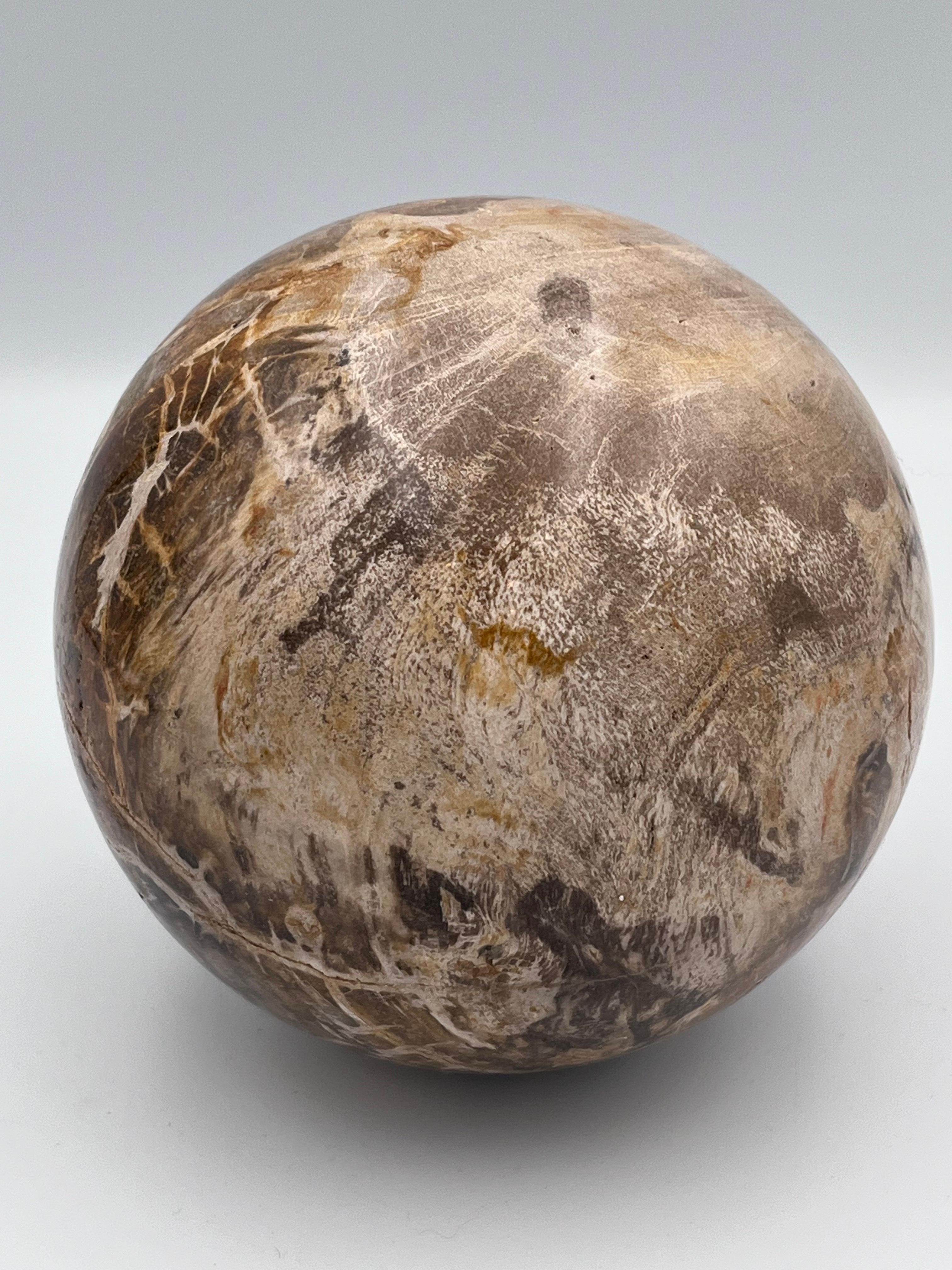Substantial Polished Petrified Fossilized Wood 5.5