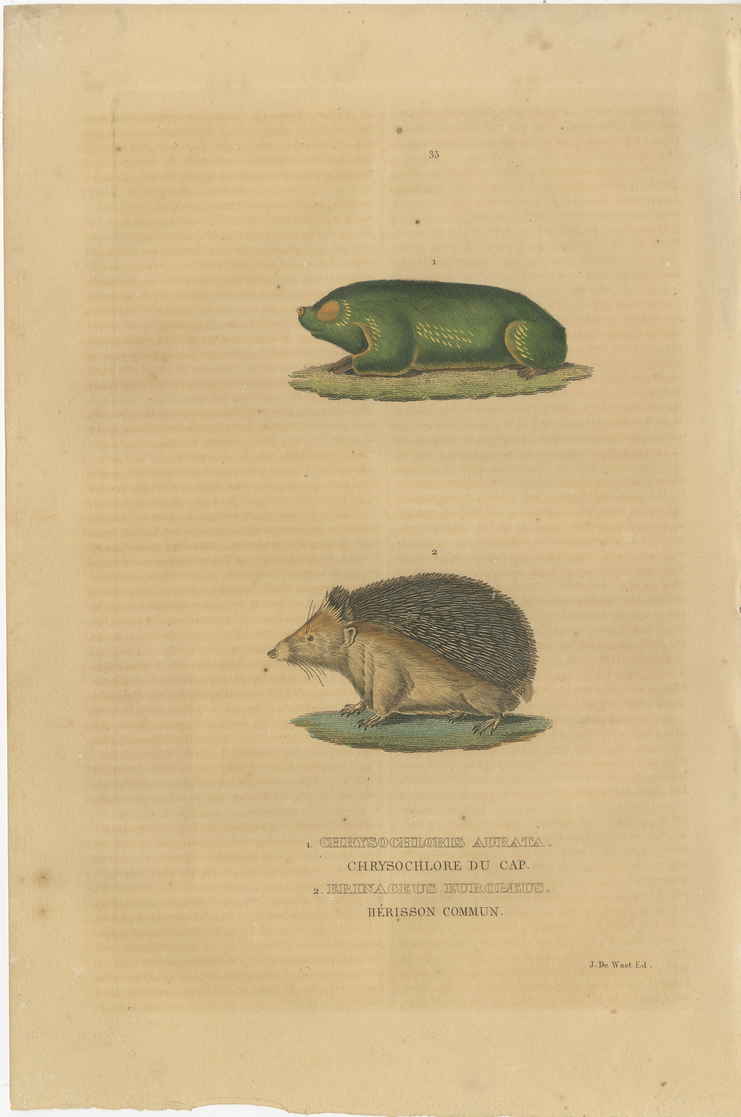 The image depicts two different animals, each labeled in French:

1. **Chrysochloris aurata** - This is commonly known as the Cape golden mole. It is characterized by its cylindrical body covered in dense, soft fur that can appear iridescent, hence