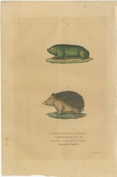 Subterranean Marvels: The Cape Golden Mole and the Common Hedgehog, 1845