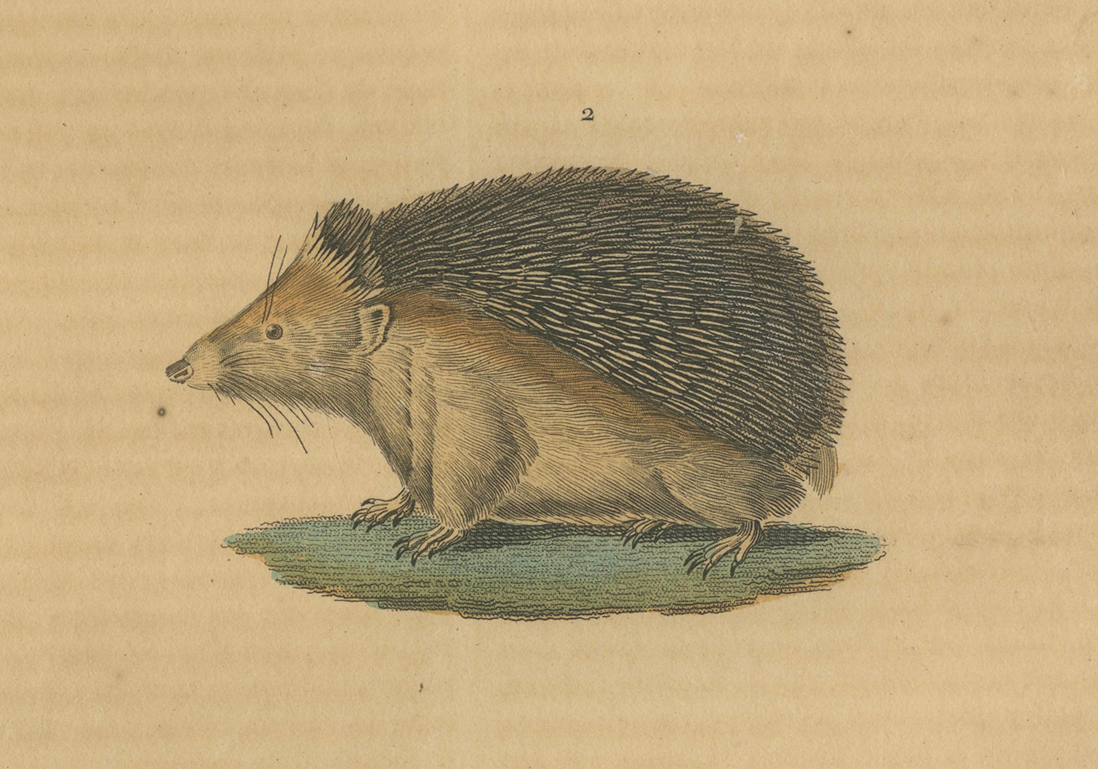 Subterranean Marvels: The Cape Golden Mole und der Common Hedgehog, 1845 (Graviert) im Angebot
