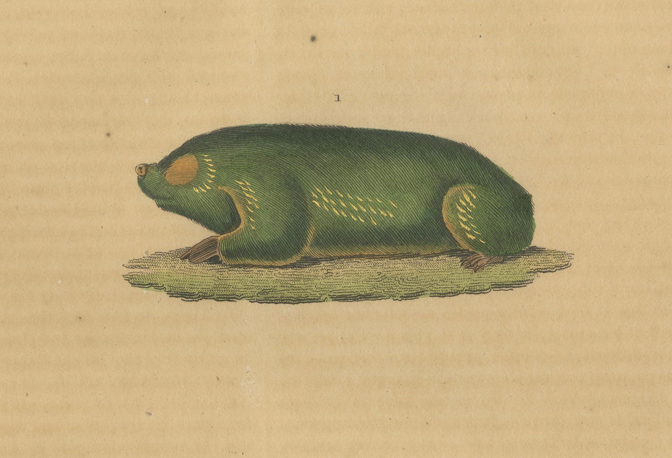 Subterranean Marvels: The Cape Golden Mole und der Common Hedgehog, 1845 im Zustand „Gut“ im Angebot in Langweer, NL