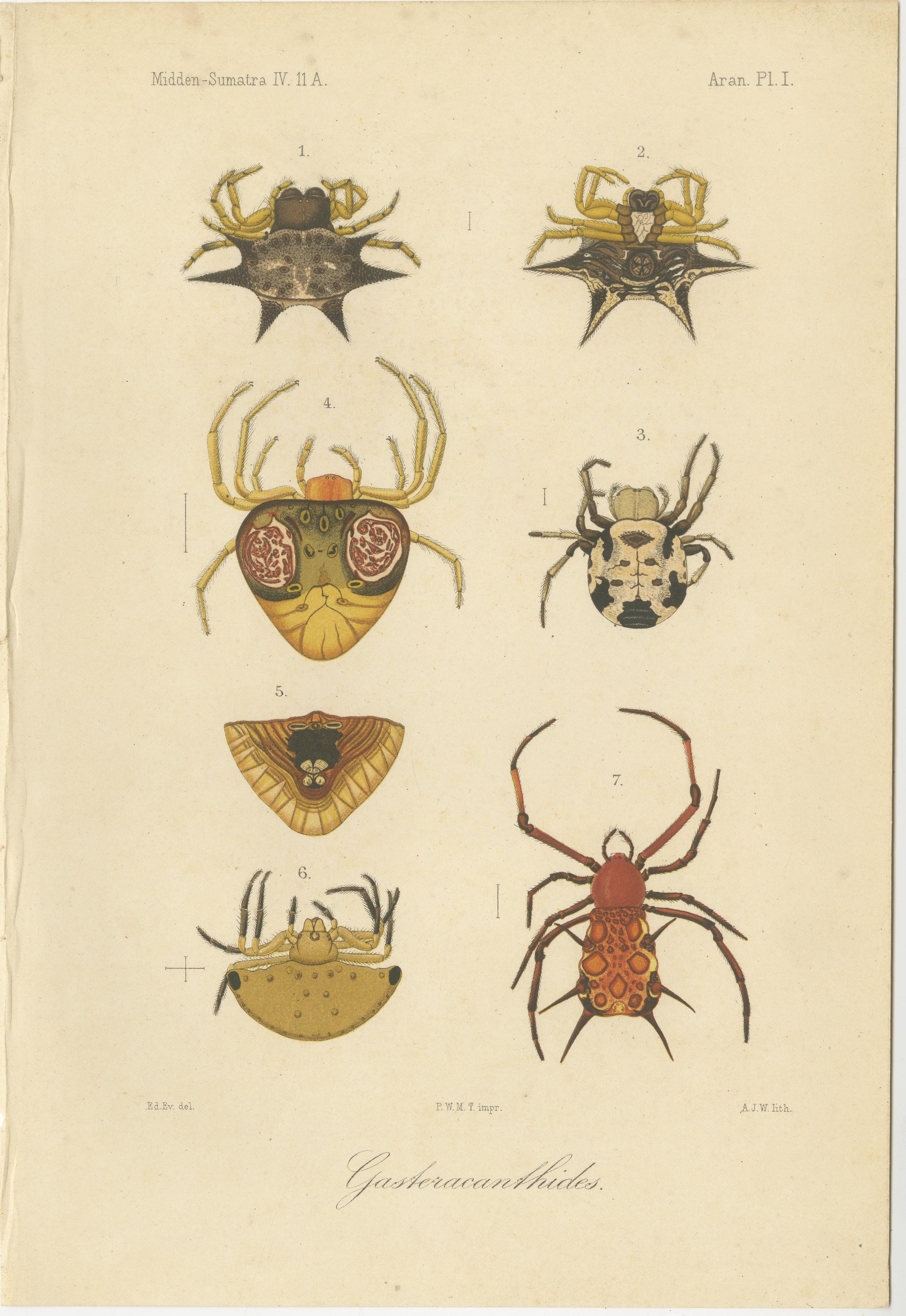Antique Print of Gasteracantha Spiders – Sumatra c.1887

This detailed antique lithograph depicts various Gasteracantha species (spiny orb-weaver spiders) from the Dutch natural history exploration of Midden-Sumatra (Central Sumatra) in the late